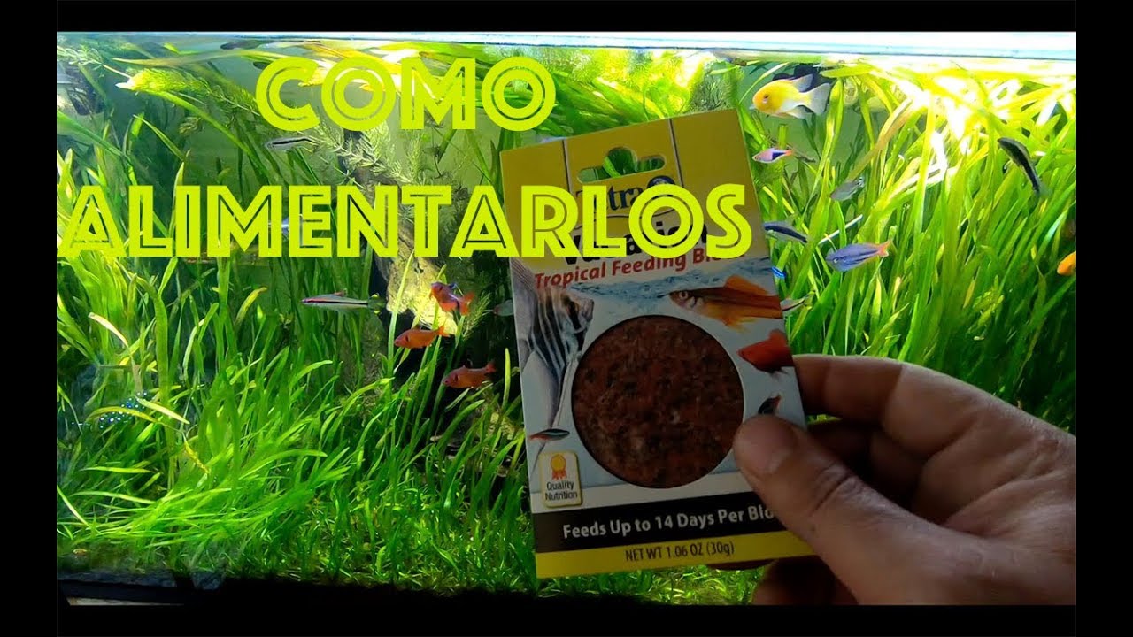 Alimenta a tus peces en vacaciones||||||😉🥗🐟🐠🐡