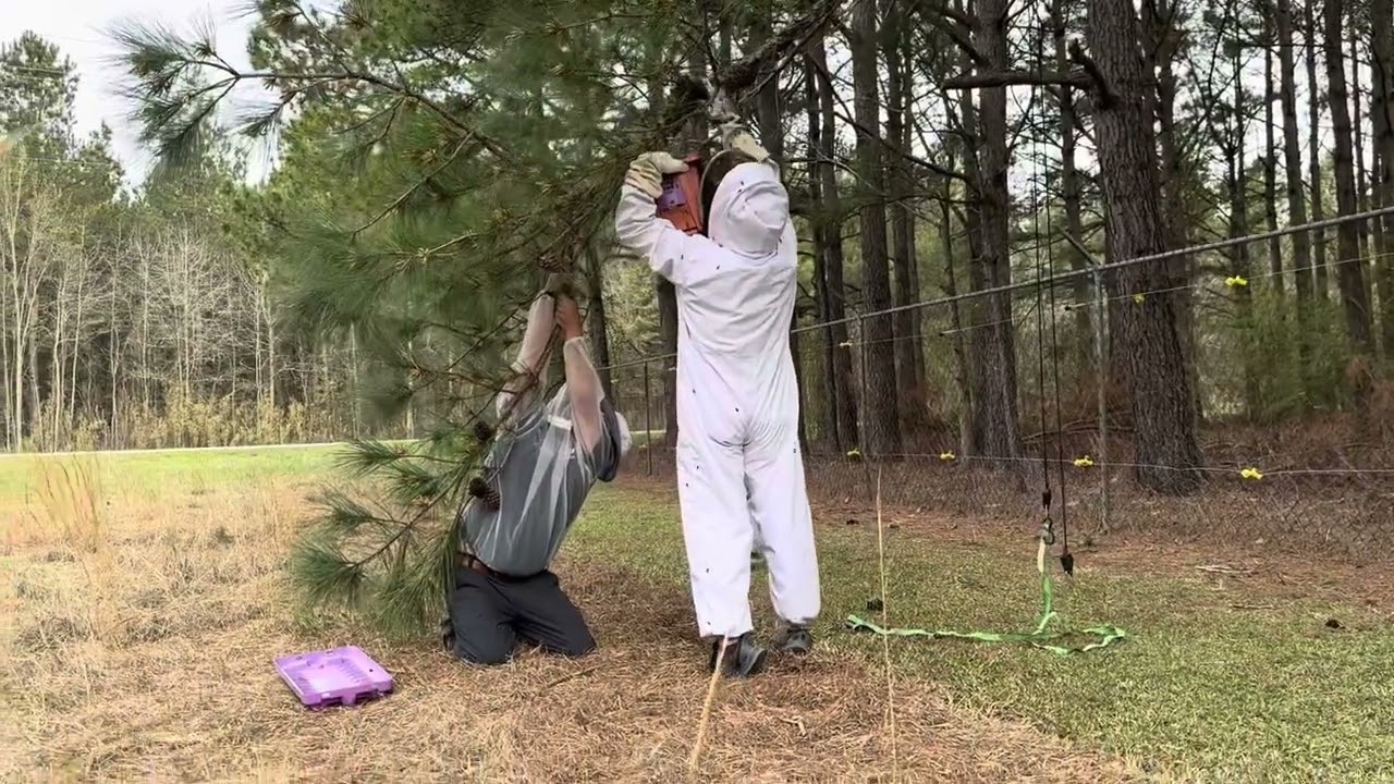 Catching a swarm of BEES!