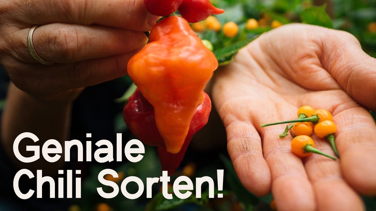 Chili-Guide: Von mild bis sehr scharf – meine 3 Top Sorten vorgestellt! 🌶️