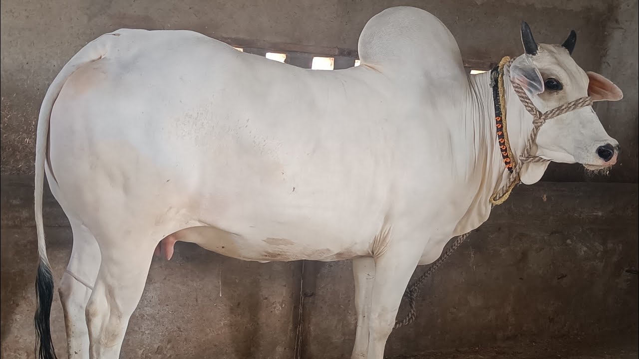 👍 बिल्कुल शांत और सुंदर 👍#Haryana breed#cow 2teeth# for sale 9467294773🌹🌹