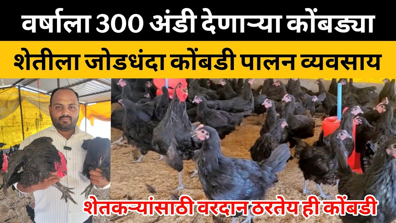 ♦️वर्षाला 300 अंडी देणाऱ्या कोंबड्या,शेतकऱ्यांना शेतीला जोडधंदा एक नंबर कोंबडी पालन व्यवसाय