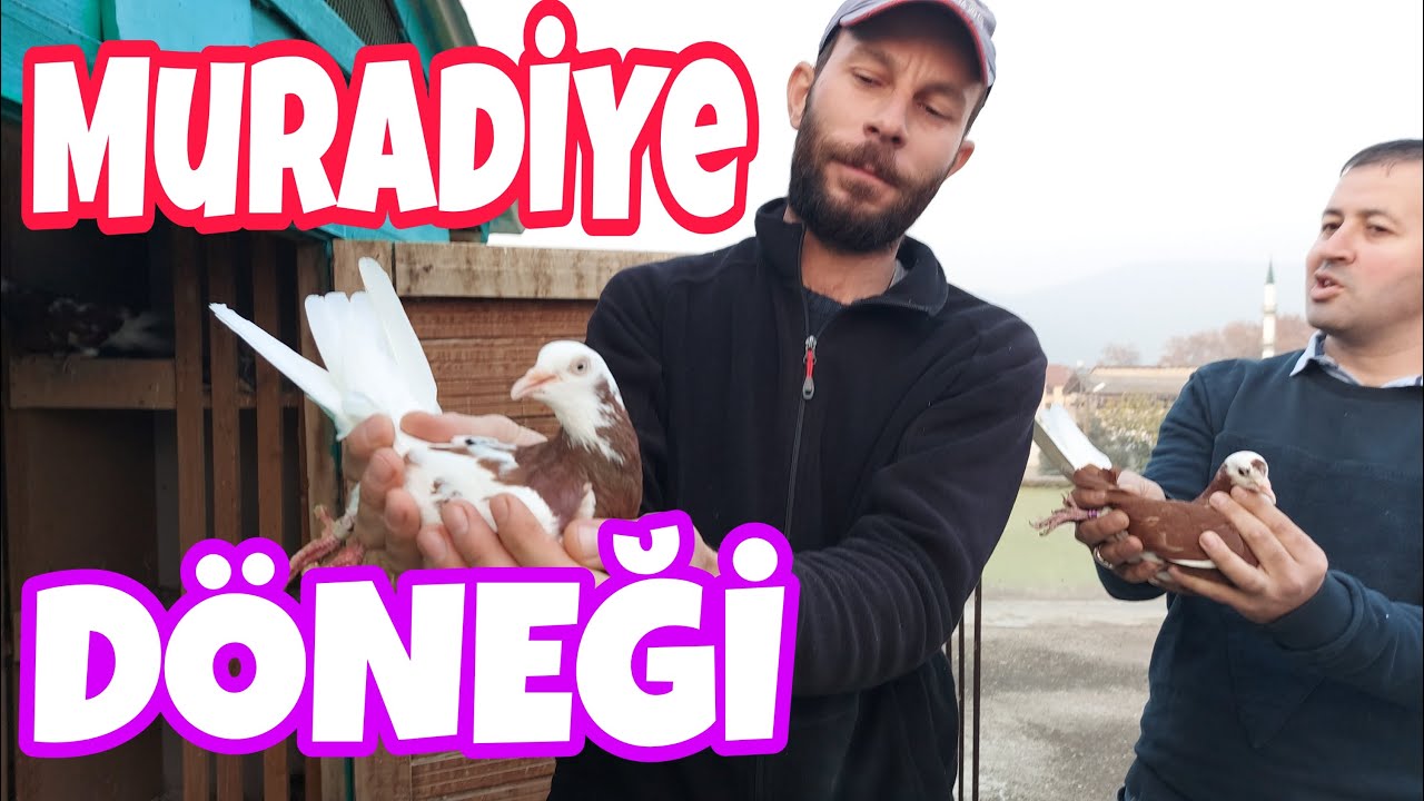 Muradiye Dönek Güvercini Uçurduk. Hüseyin Çakın. Bursa Muradiye Dönek Güvercini.
