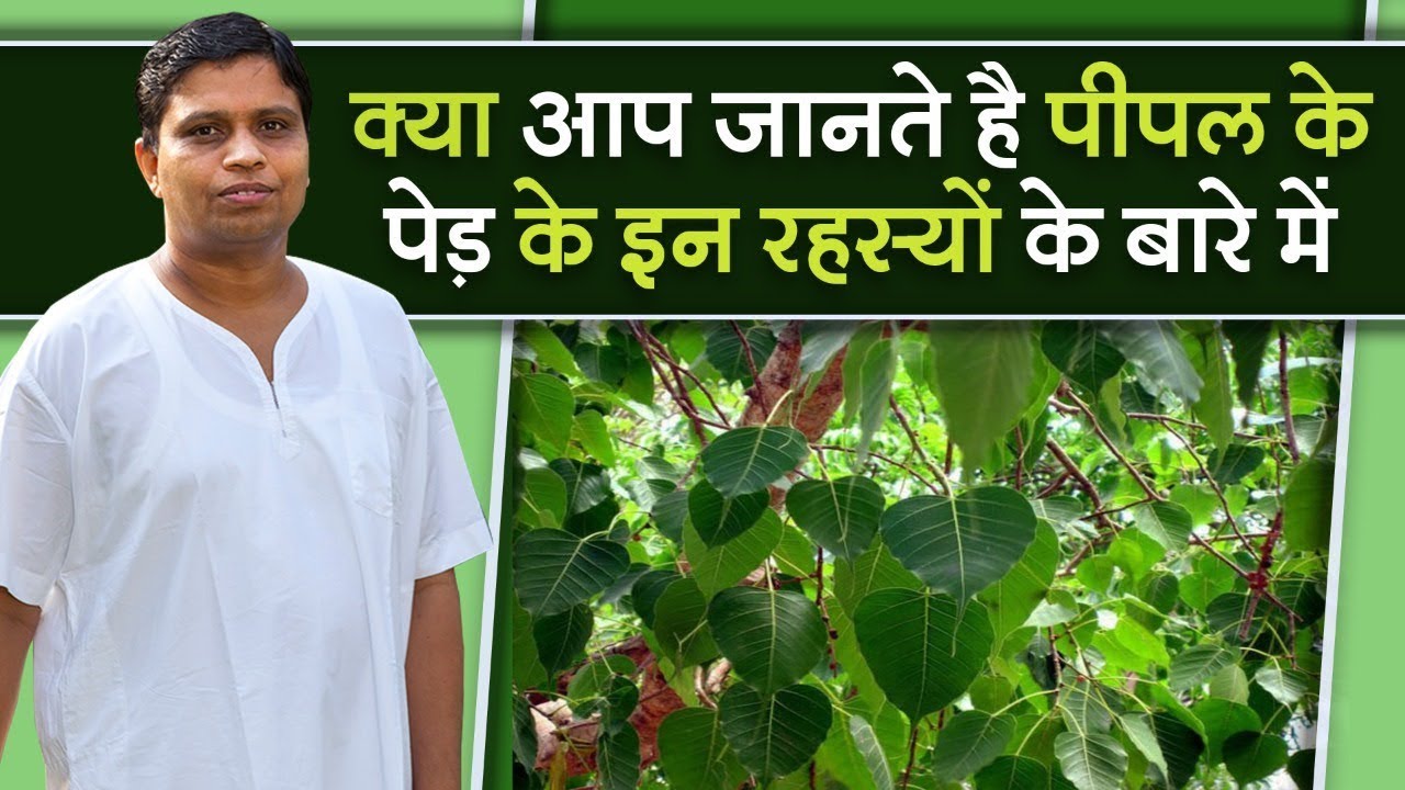 क्या आप जानते है पीपल के पेड़ के इन रहस्यों के बारे में || Acharya Balkrishna