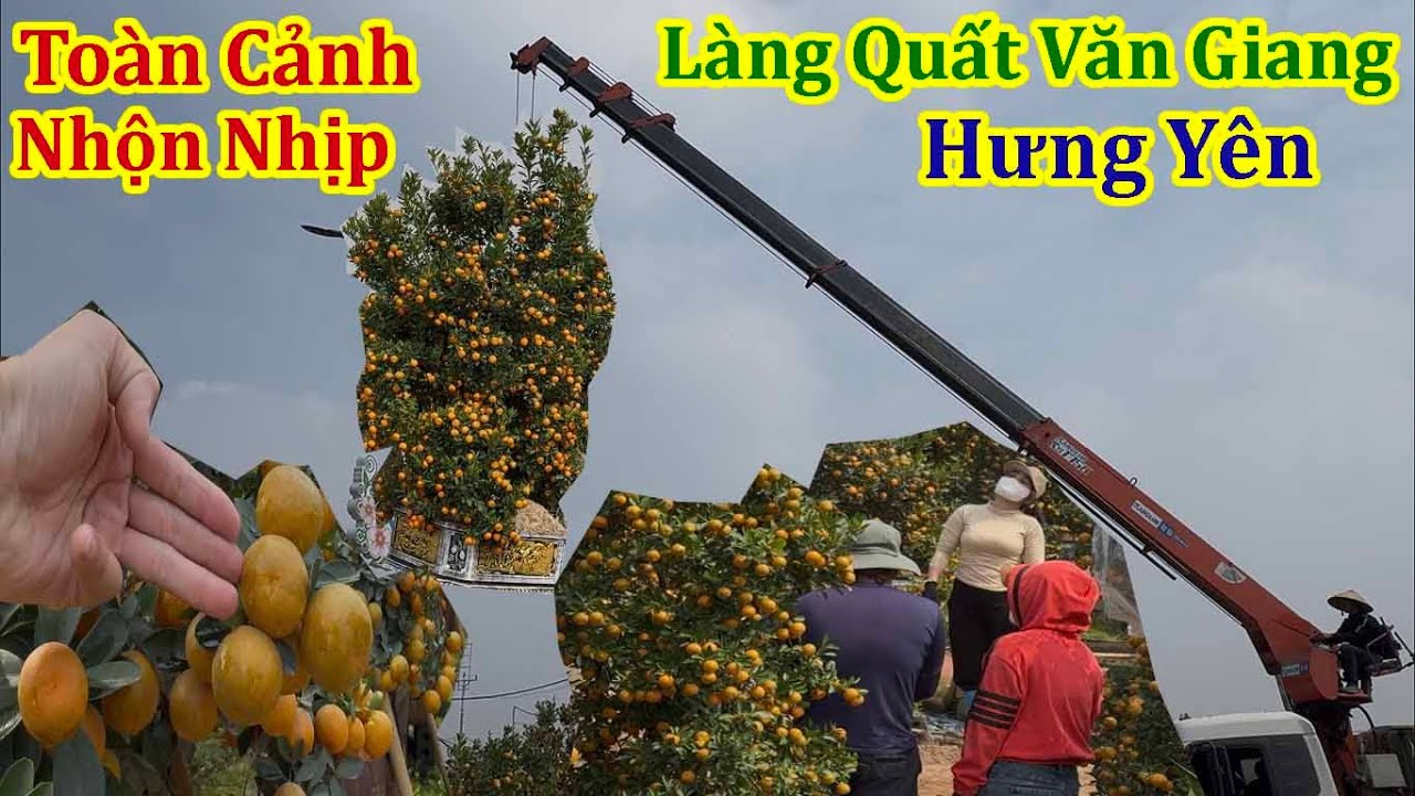 Toàn Cảnh Nhộn Nhịp Chưa Từng Thấy Làng Quất Giá Rẻ Văn Giang Hưng Yên