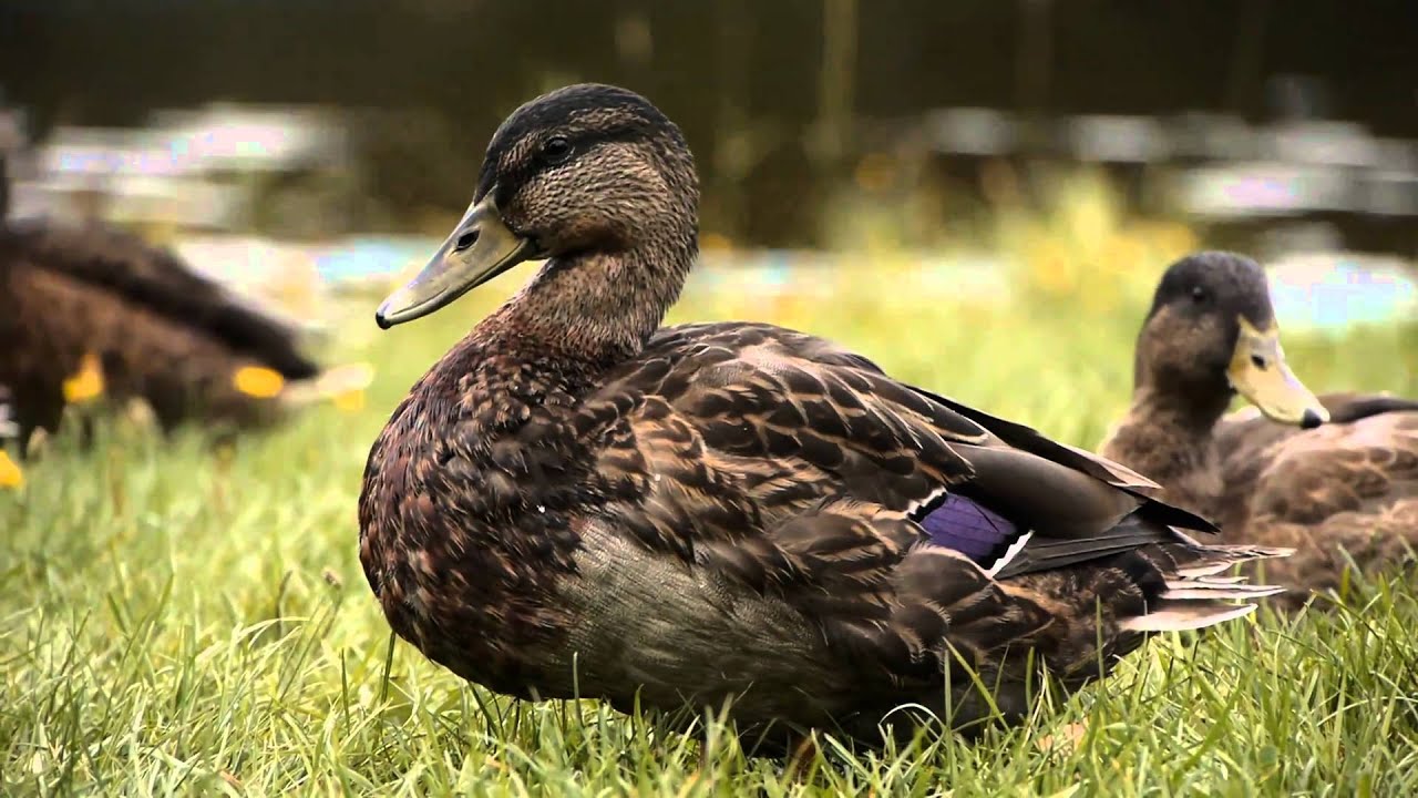 Panasonic GH1 (hacked) video sample