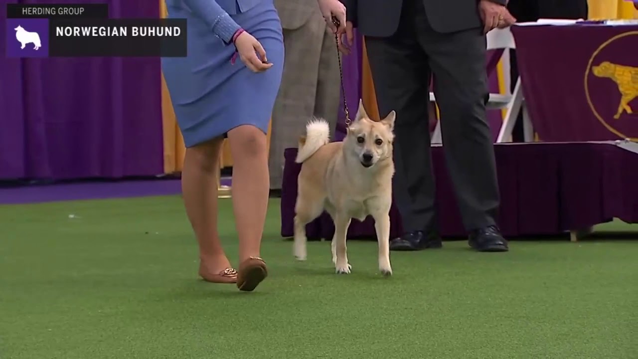 Norwegian Buhunds | Breed Judging 2020