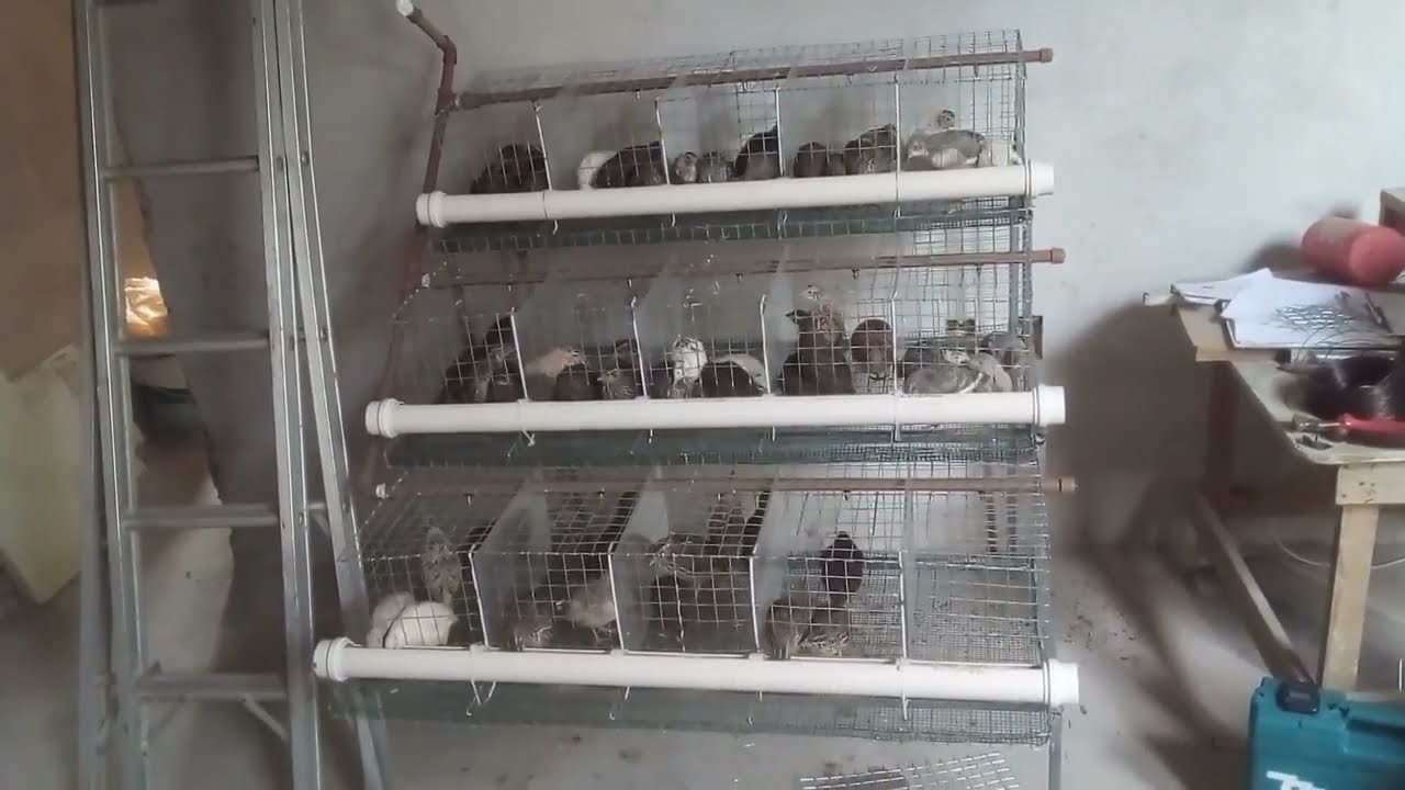 Fazendo Gaiola para Codorna!