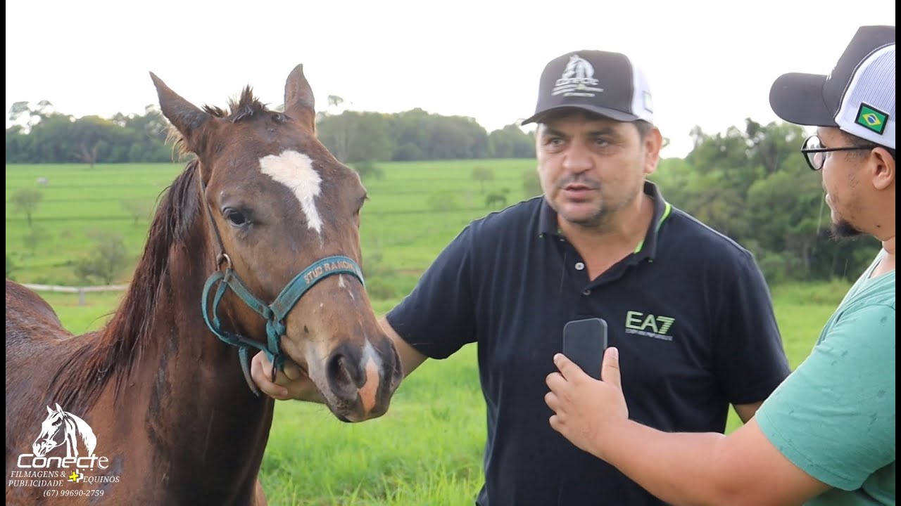 CRIAÇÃO QM DE CORRIDA - HARAS RANCHO ALEGRE | CONECTE MAIS