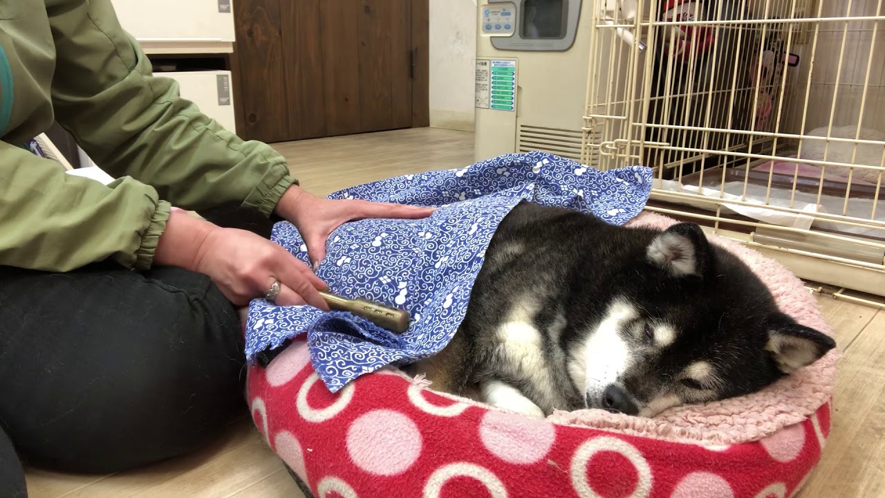 犬のお灸、経絡ローラーの使い方