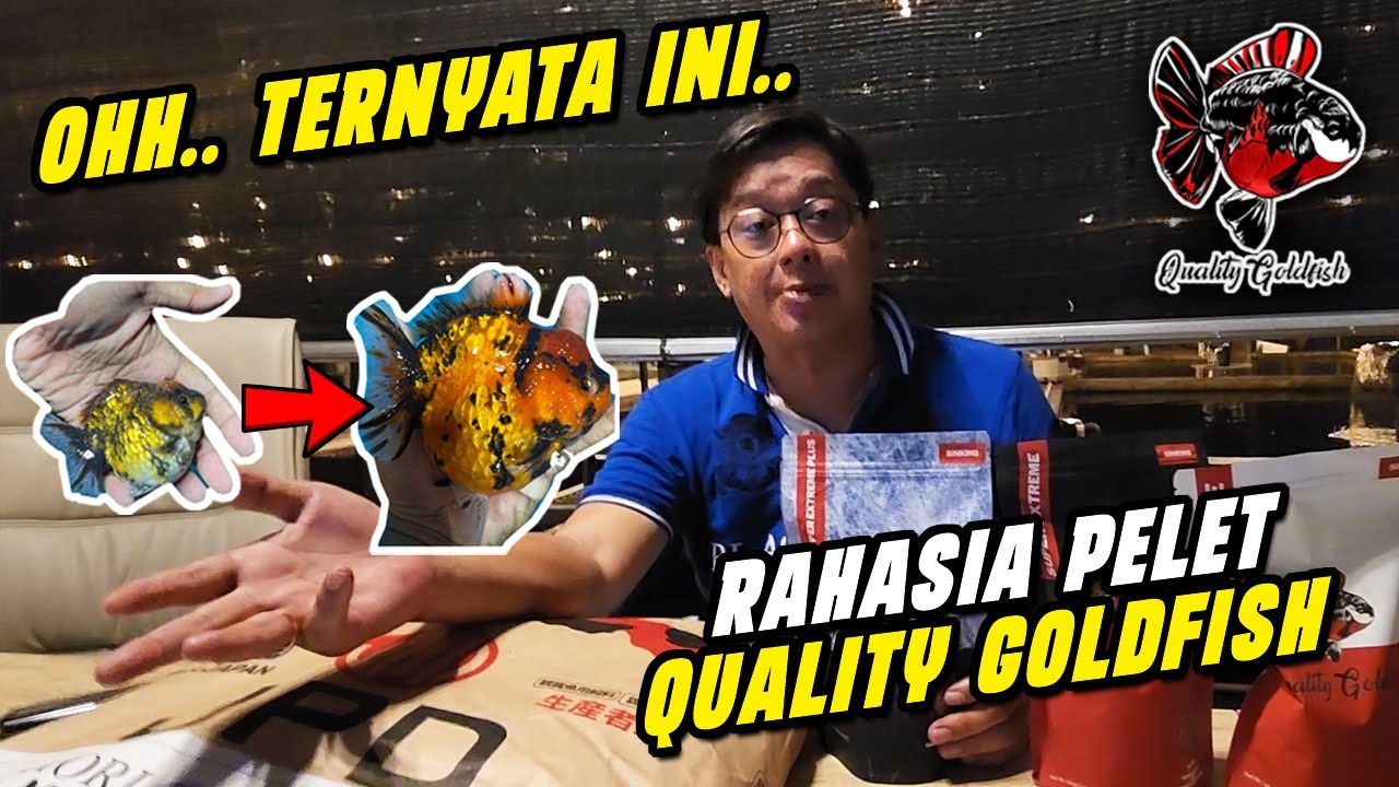 QUALITY GOLDFISH MEMBEBERKAN RAHASIA PELETNYA !!!