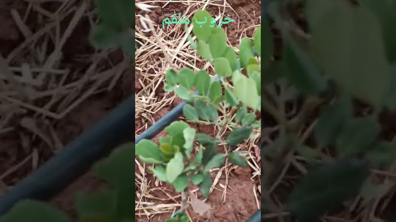 الفرق بين الخروب الملقم و الحار