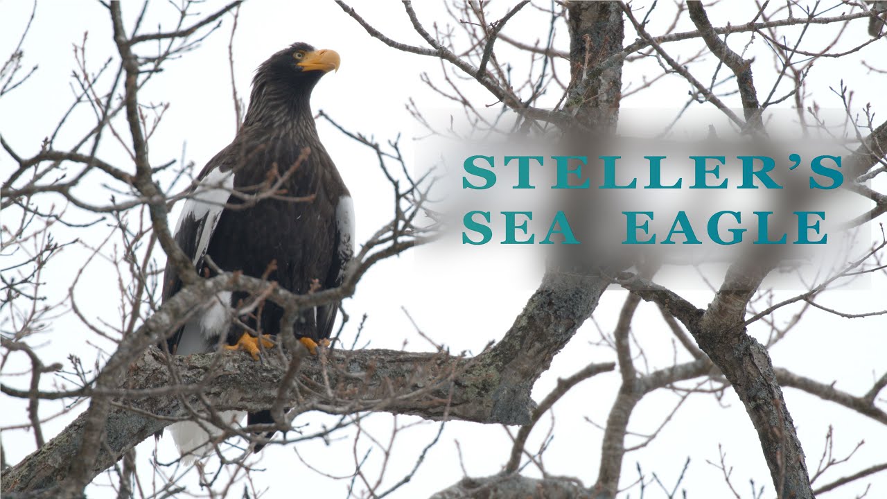 [4K] Winter Life of the Steller's Sea Eagle in Hokkaido | Picchio Shiretoko | ピッキオ知床
