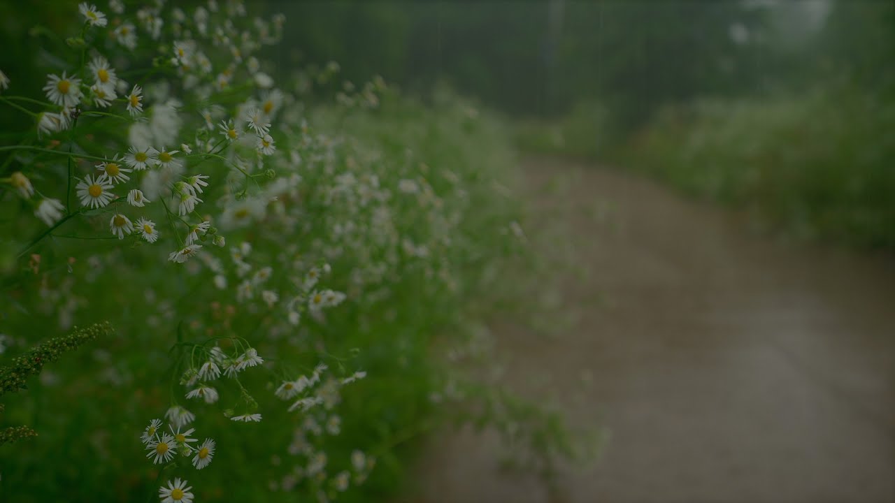 Heavy Rain ASMR White Noise Rain Sounds for Relaxation