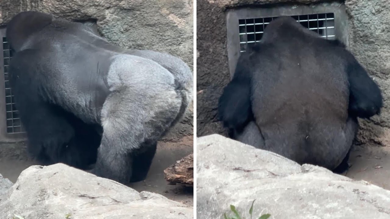 gorilla 飼育員さんにゲンタロウの事を聞きに行く父子【2025年‎12月2日】【上野動物園】ゴリラ💗