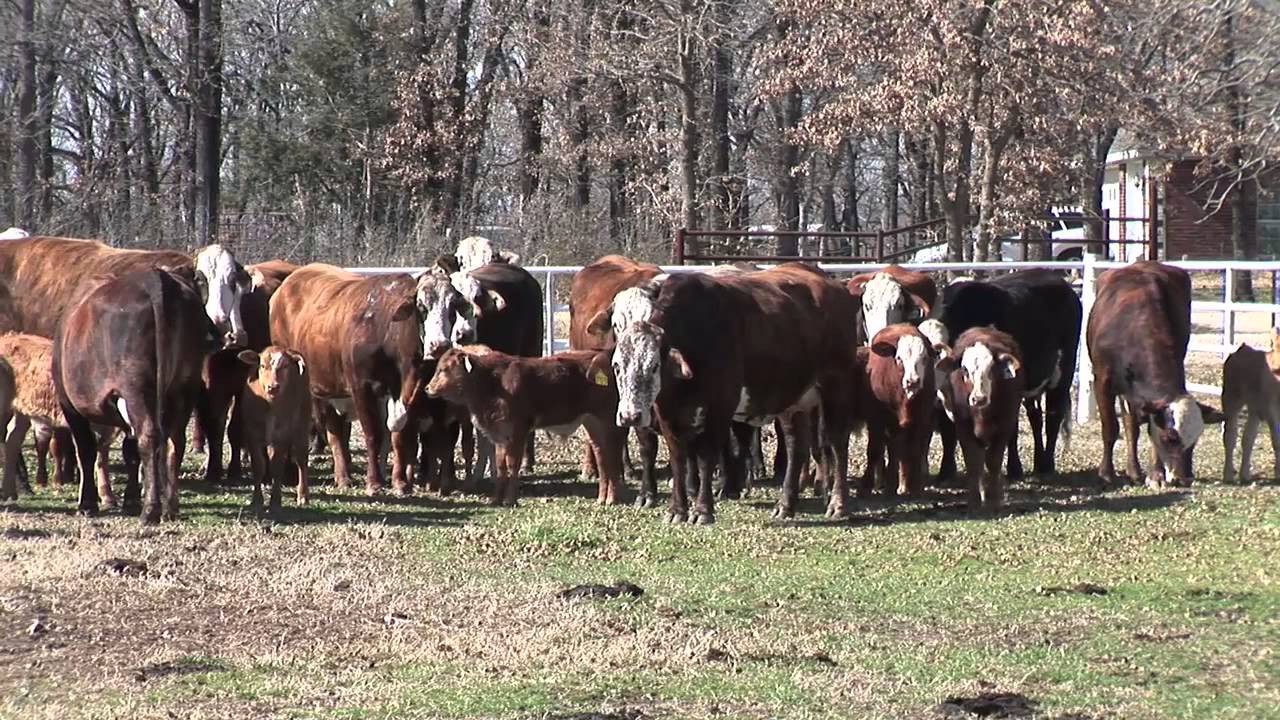 Considerations In Using a Pour-on Wormer