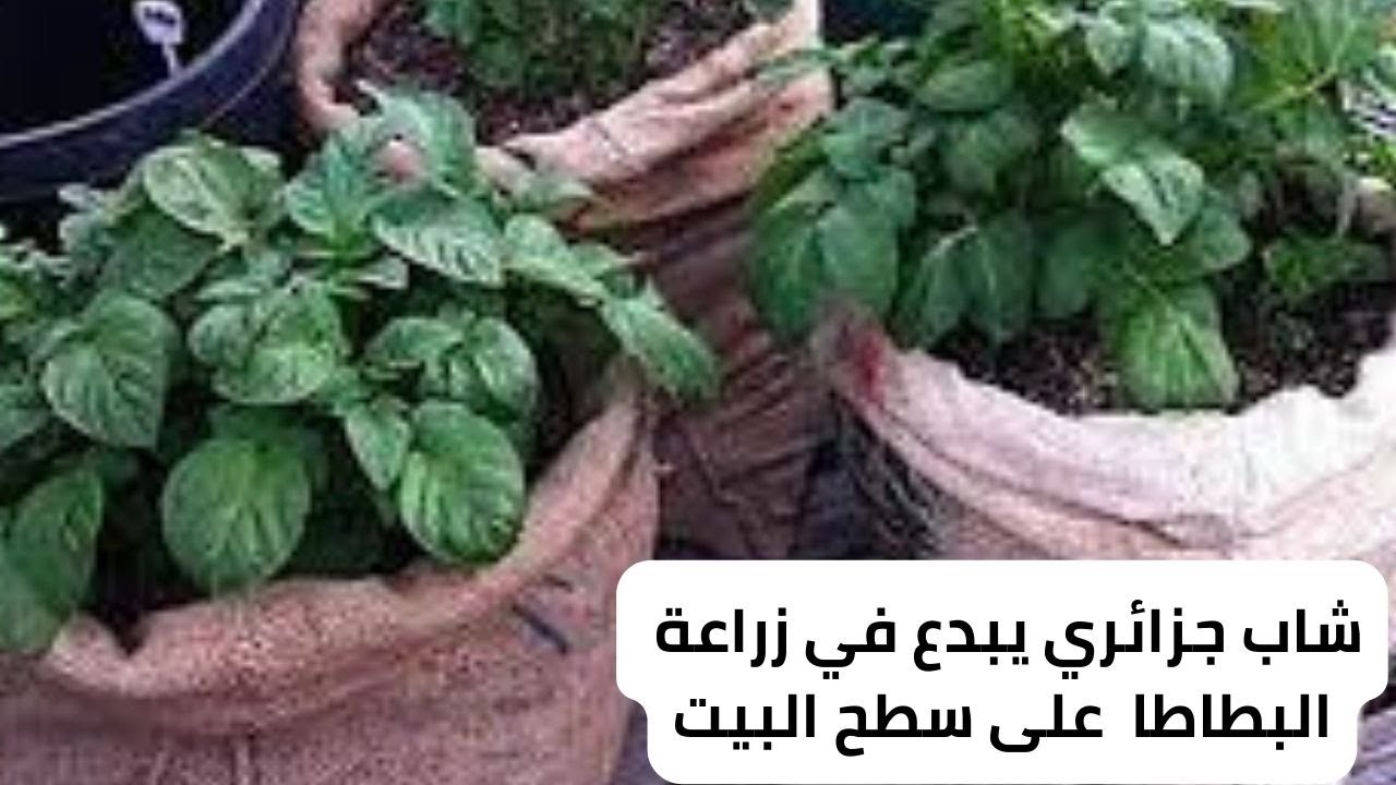 شاب جزائري يبدع في زراعة البطاطاومختلف الخضروات على سطح المنزل /الزراعة المنزلية .