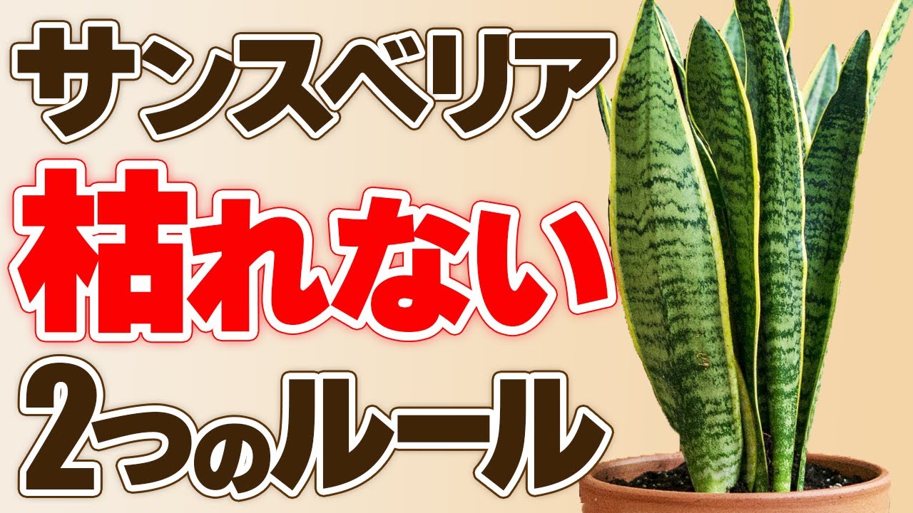 【運気爆上げ】サンスベリアを枯らさず育てる鉄則と植え替え実践/おすすめ品種5種も紹介
