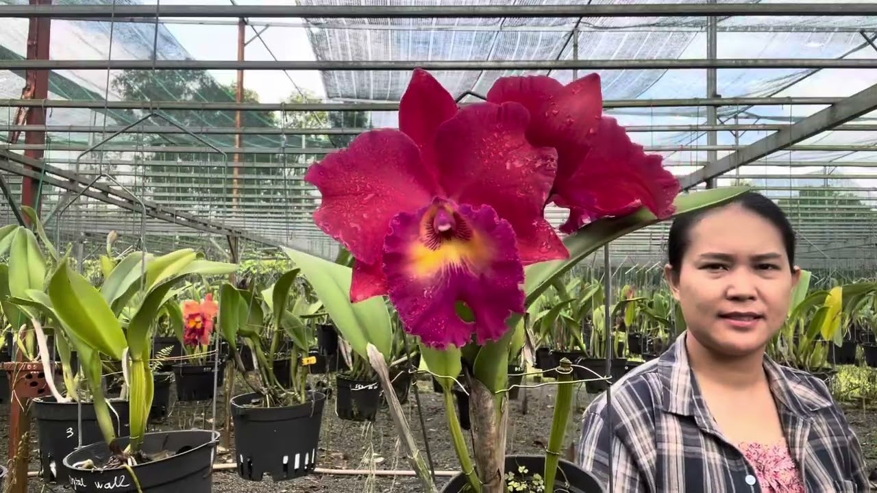 Em lên ít hàng sưu tầm.. mới anh chị ạ #cattleya #orchid 