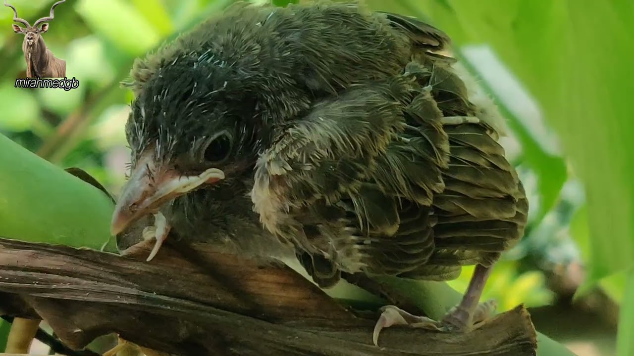 beautiful baby birds first flight/birds lovers/mirahmedgb