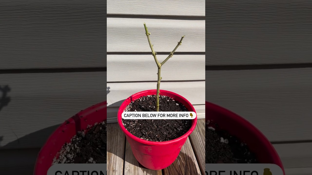 How to overwinter your pepper plants. 🌶️ #gardeningtips