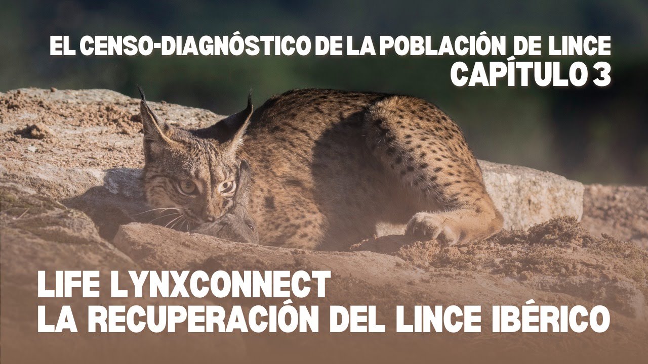 🐆 CAPÍTULO 3: EL CENSO-DIAGNÓSTICO DE LA POBLACIÓN DE LINCE IBÉRICO 🕵️‍♂️📊
