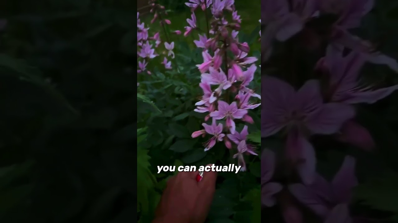 You Can Light This Plant on Fire! 🔥🌿Gas Plant