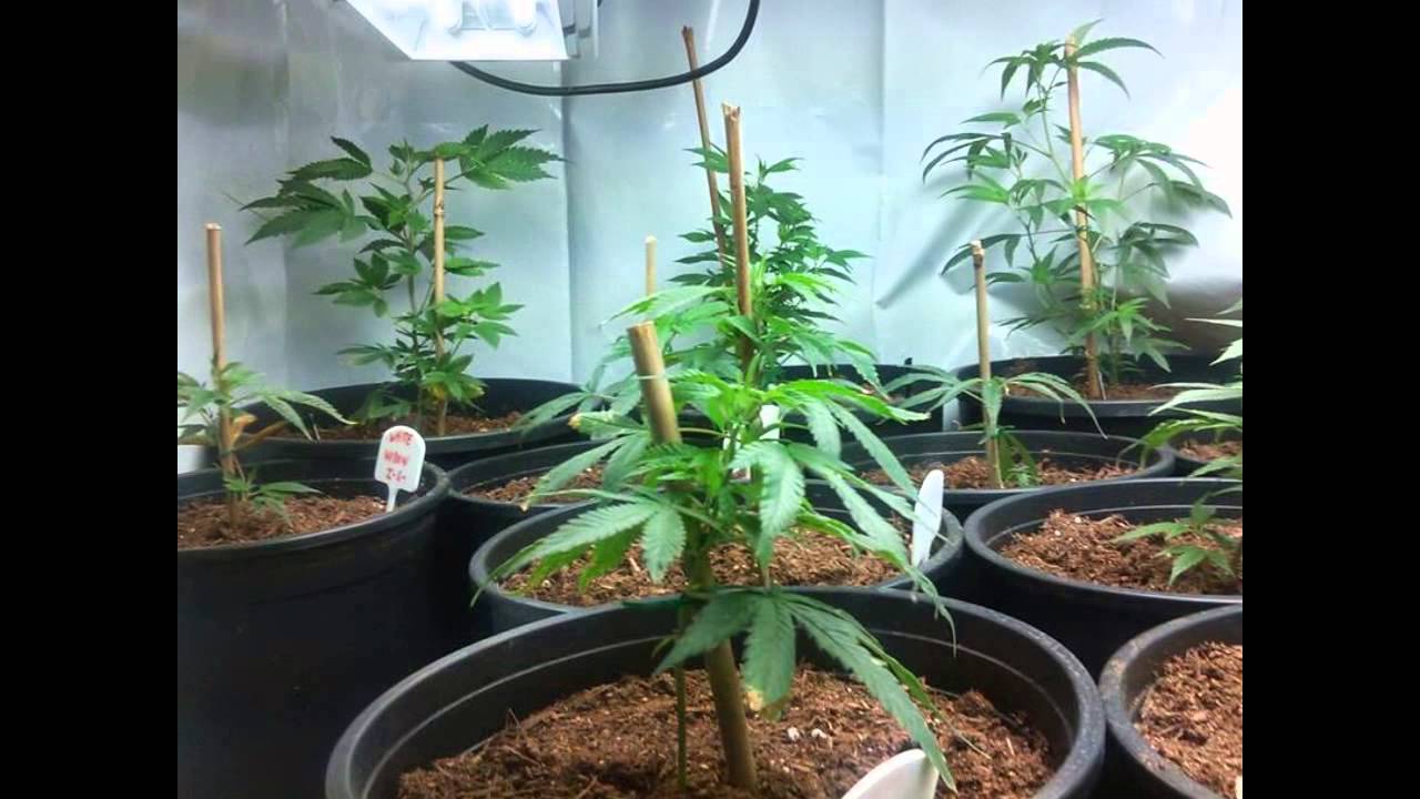 growing cannabis under t5 light