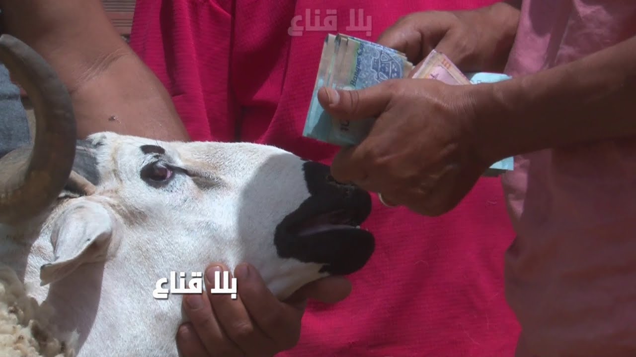 علي مليار..أشهر تاجر علوش بالمليارات بين تونس والجزائر..يشرح كيف تتفادى الغشة عند اقتناء الأضحية