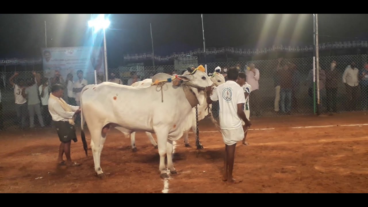 Ongole Bulls Race Kanuru Vijayawada, Sankranthi Festival Ongole Bull Race Stone Pulling Competition