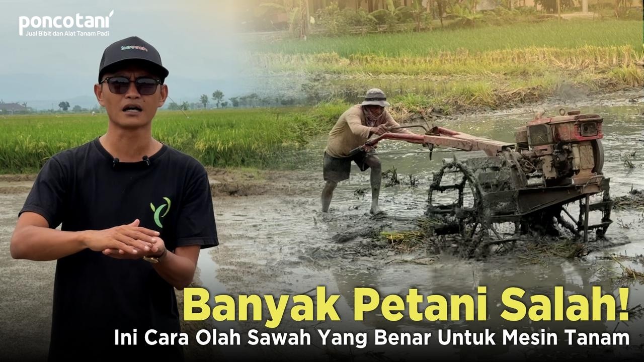 Sebelum Pakai Mesin Tanam Padi , LAKUKAN CARA INI DULU!