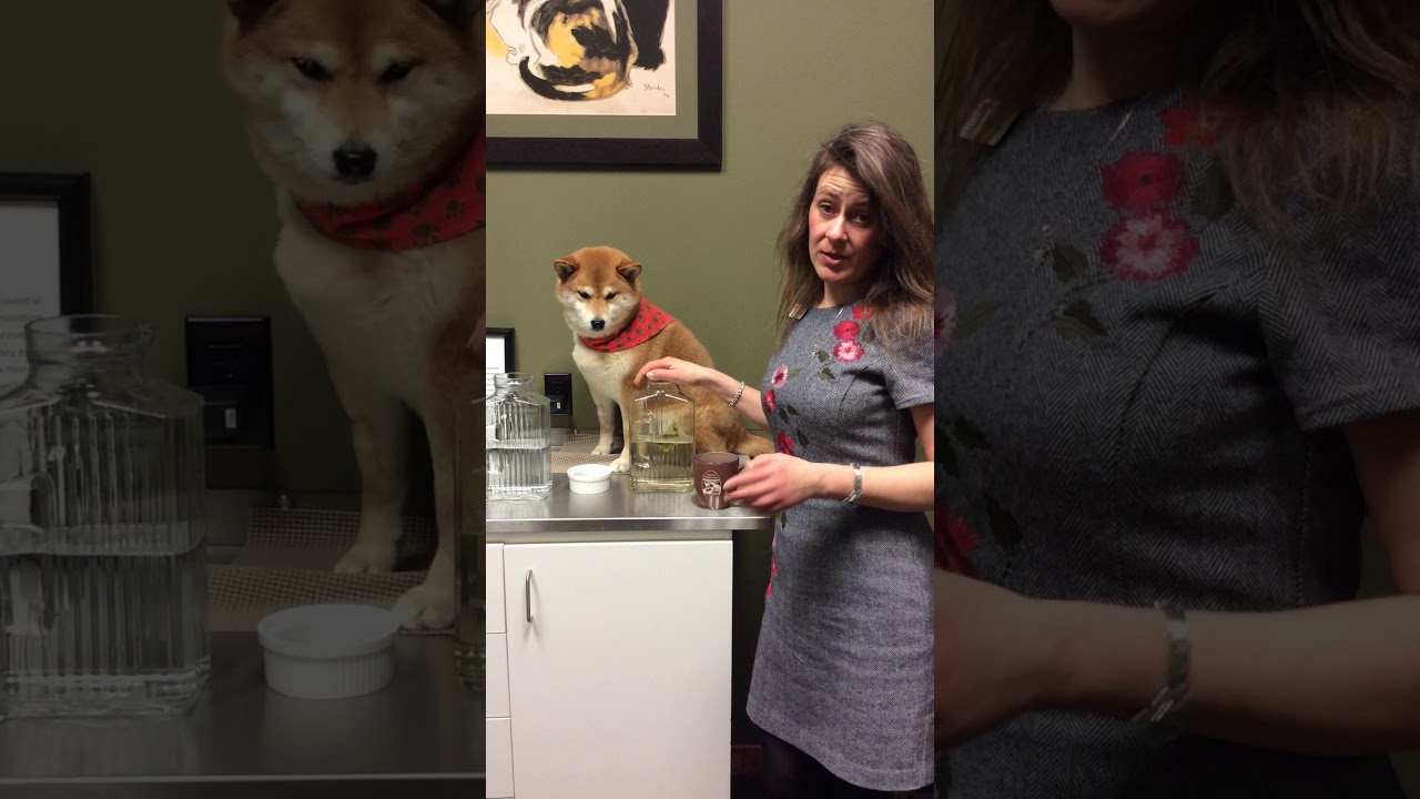 Calgary Vet discusses Green tea for pets!