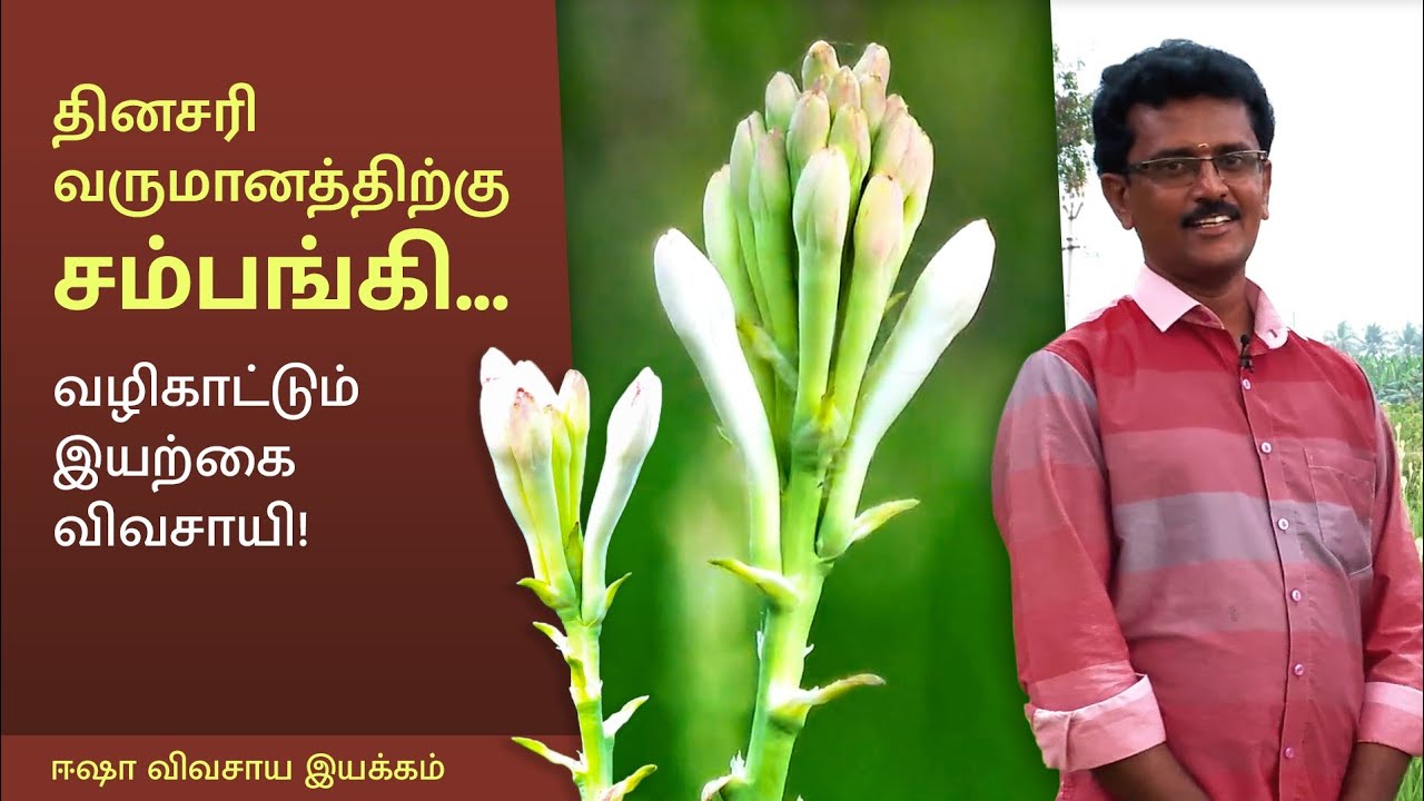 குறைந்த செலவில் இயற்கை முறையில் அதிக லாபம் தரும் சம்பங்கி சாகுபடி!