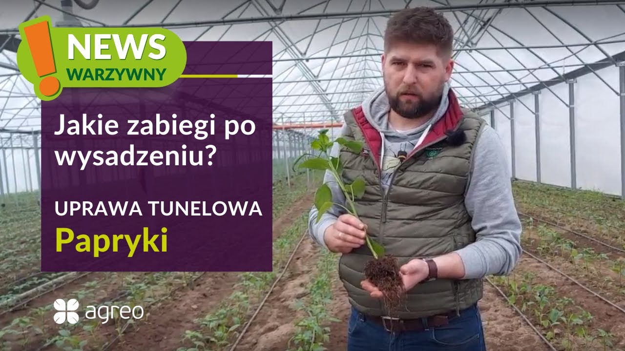 Sadzenie papryki w tunelu