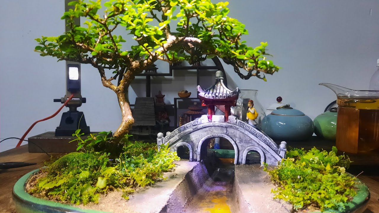 tiểu cảnh mini/bonsai bỏ túi