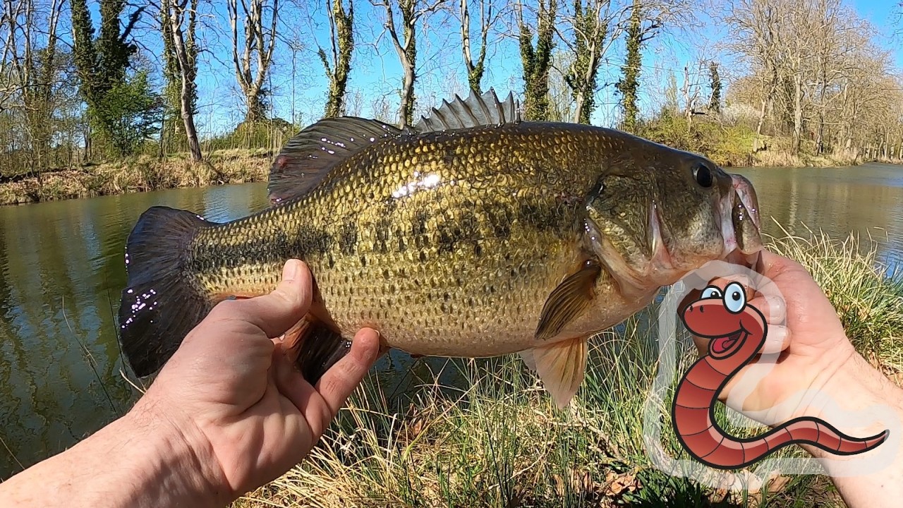 &Eacute;norme Black Bass au Ver de Terre pendant la Fermeture : P&ecirc;che Canal du Midi