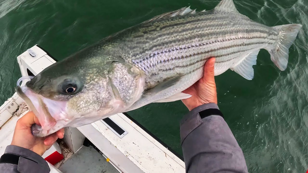 Striped Bass, Weakfish, and Bluefish Pouring In As Waters Come Alive!