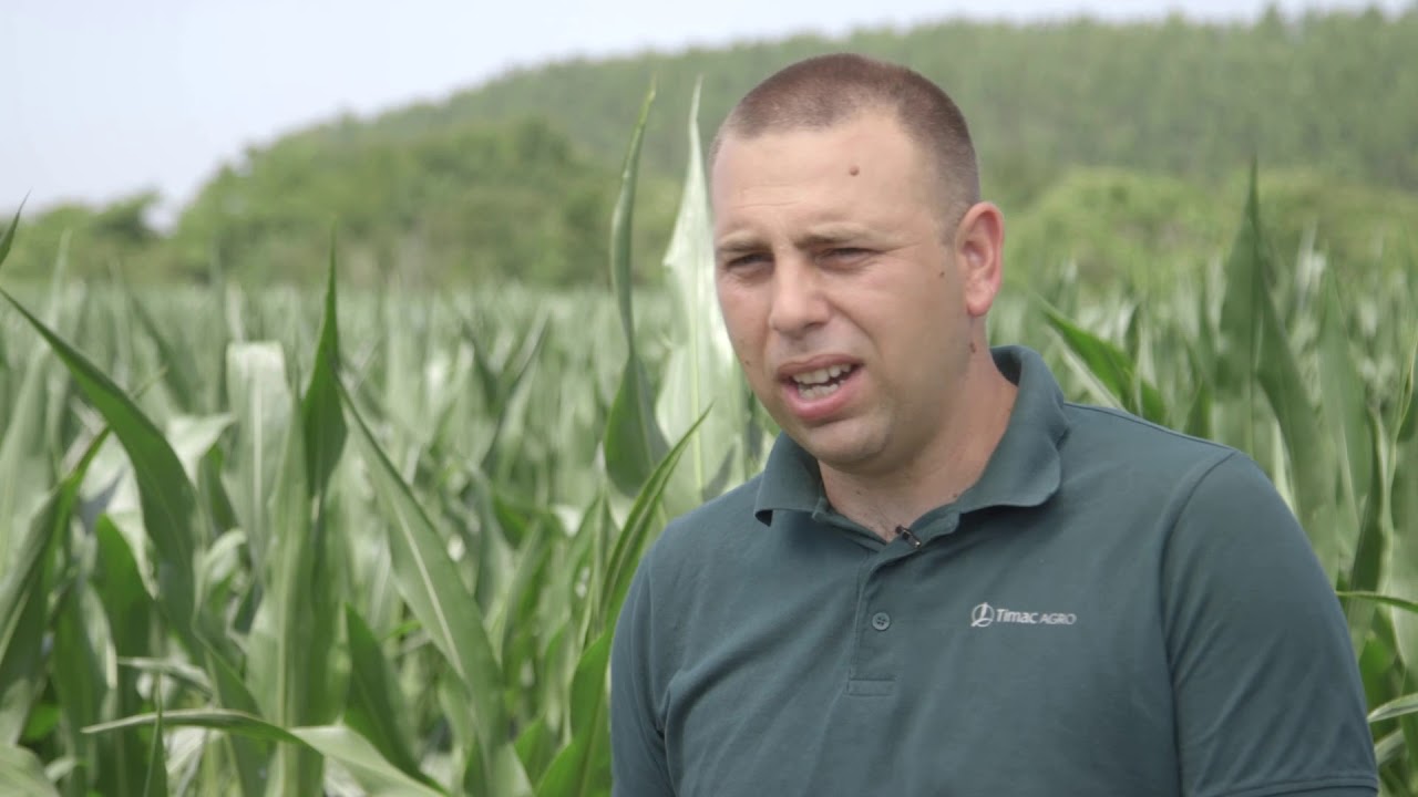 Kukuruz 2018 u Adaševcima  Eurofertil Top 51 i 34  Timac Agro