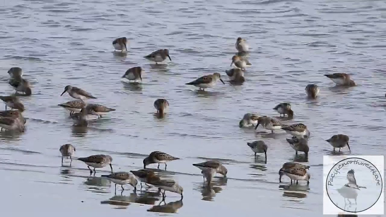 Very hungry Western Sandpipers feeding at the port...