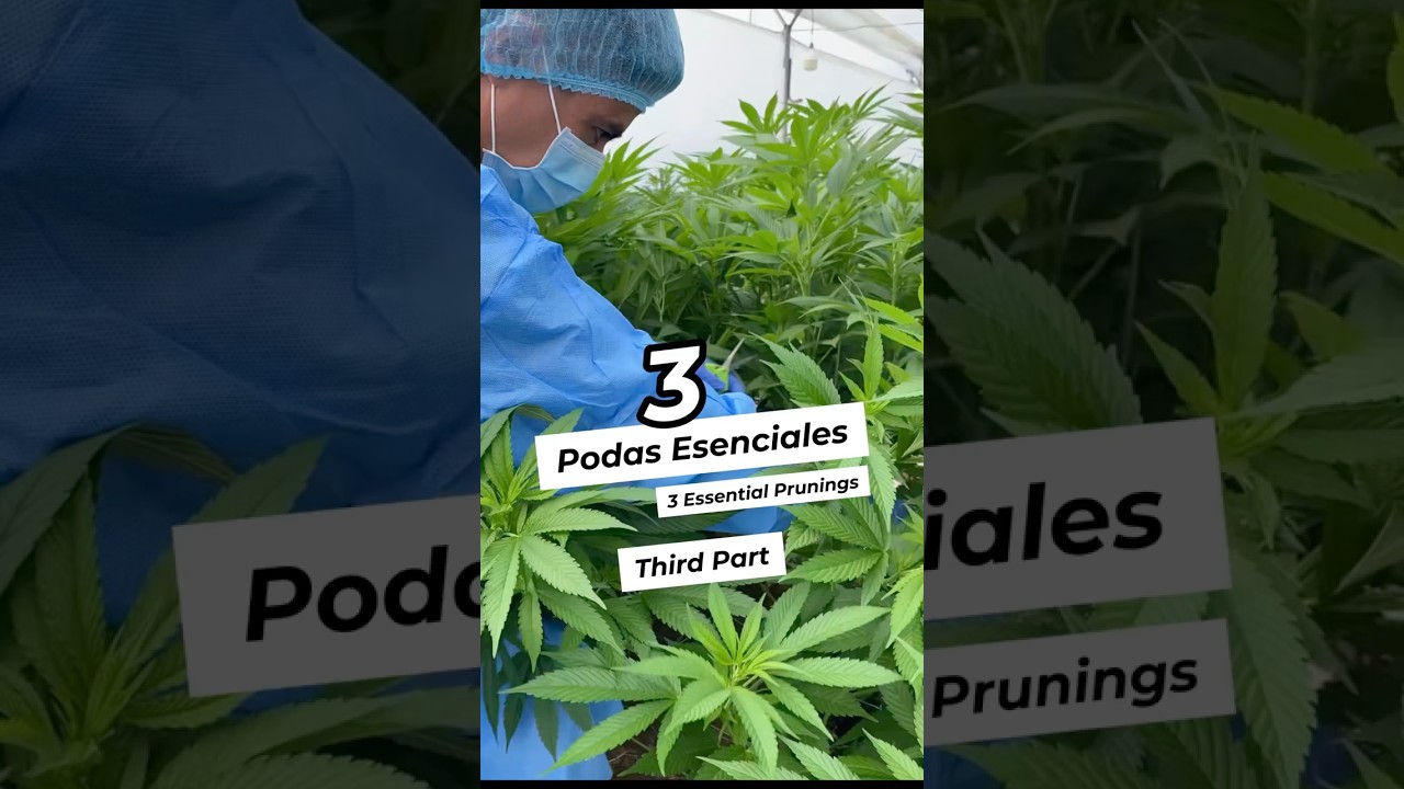 📌 PARTE 3: Poda de producci&oacute;n.