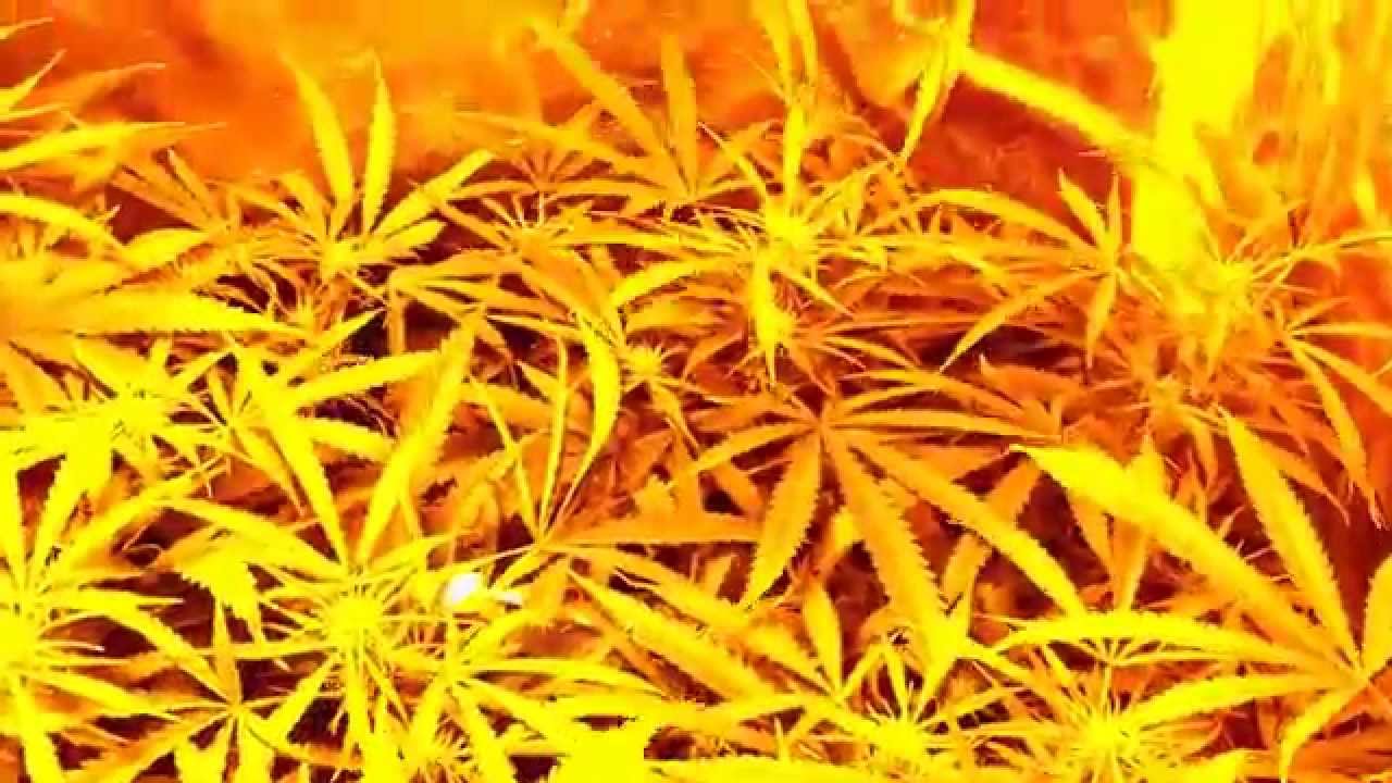 COB LED, NLxBB week 5 & Eoxdus Cheese day 22 from flip