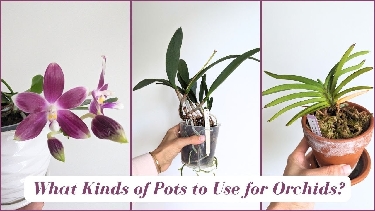 What Kind of Pots to Use for Orchids | Clay? Clear? Slotted? A Beginners Guide
