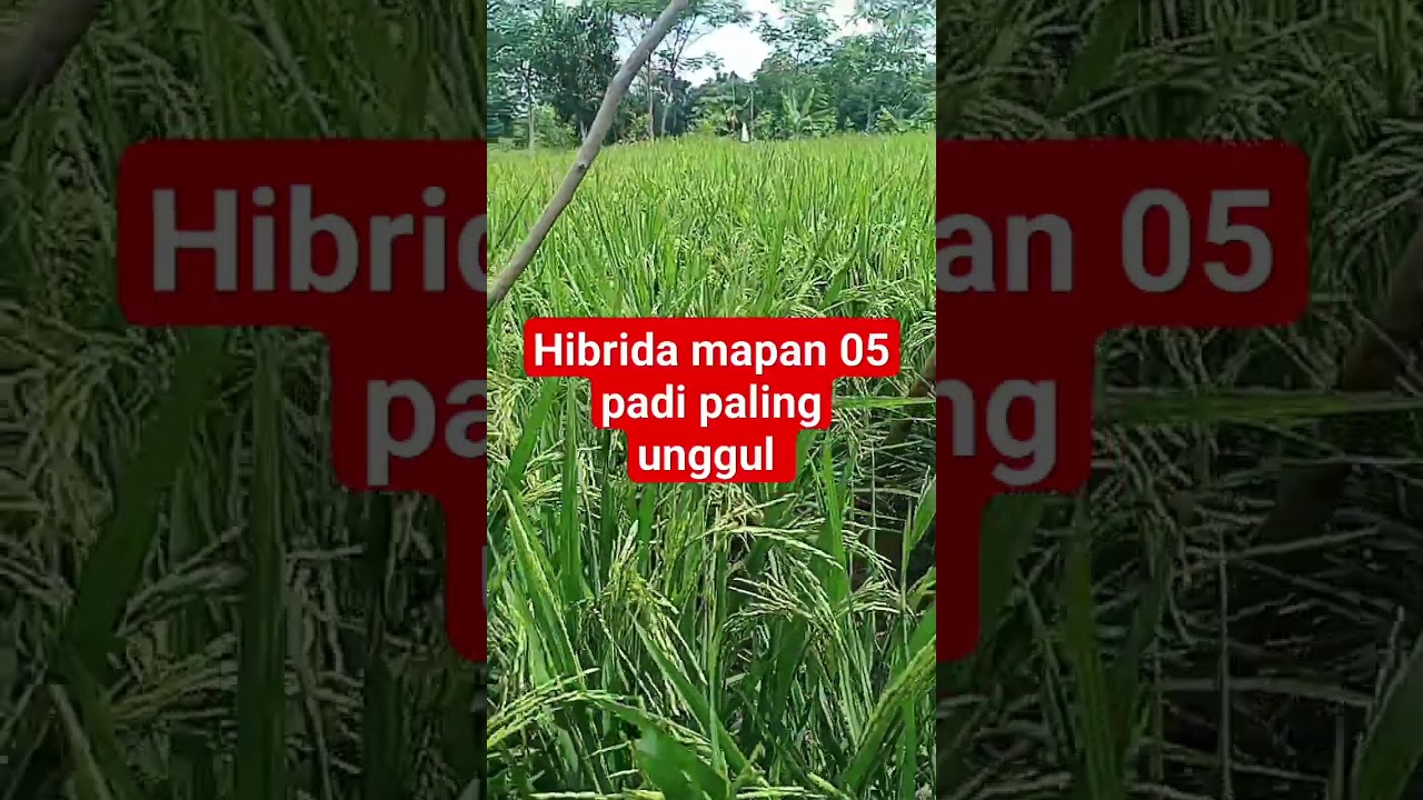Padi Paling Unggul Padi Hibrida Mapan 05