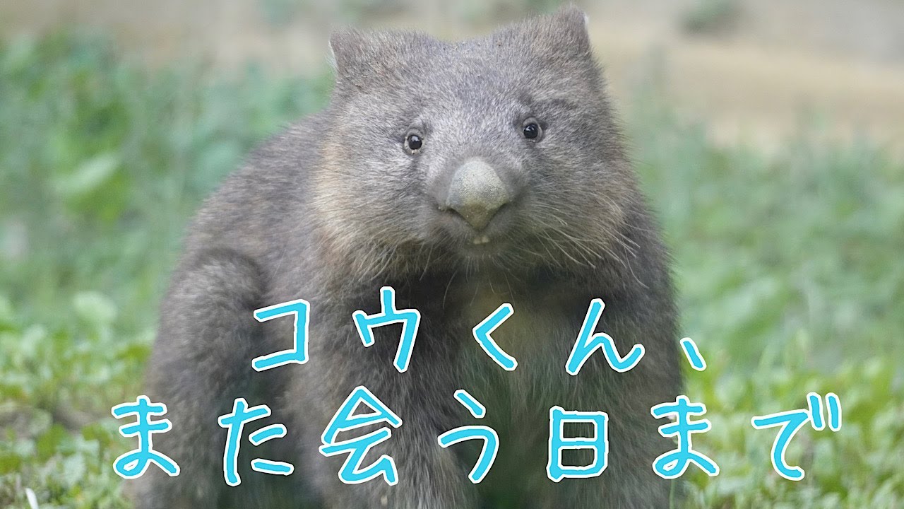 【wombat】コウくん、また会う日まで☆(We'll definitely meet again someday)