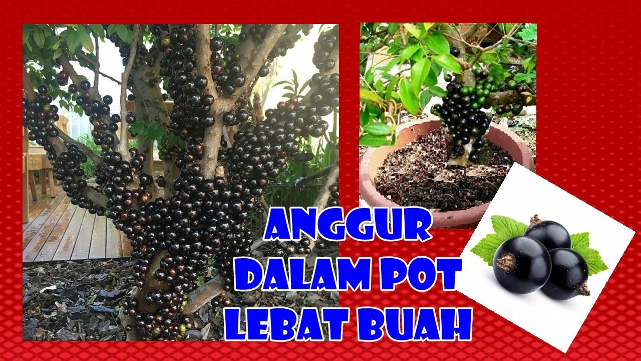 BUDIDAYA TABULAMPOT ANGGUR BRAZIL (JABOTICABA) , SIAPA MAU?? | HOW TO PLANT  GRAPE IN POT
