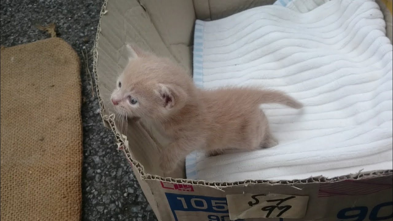 ついてくる子猫コハク     The kitten Which comes