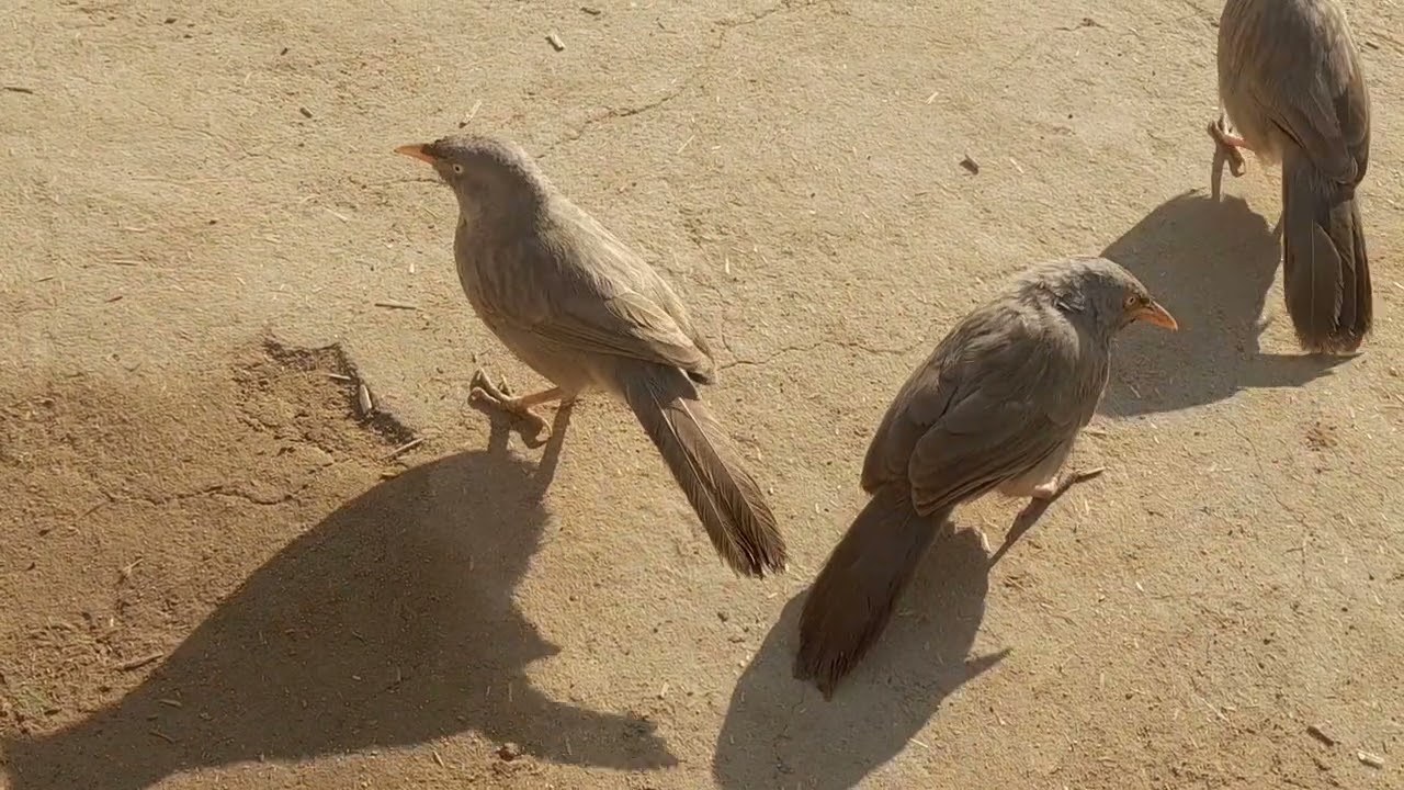 Funny jungle bubbler sound.  Wildlife photography.  Bird Call.  