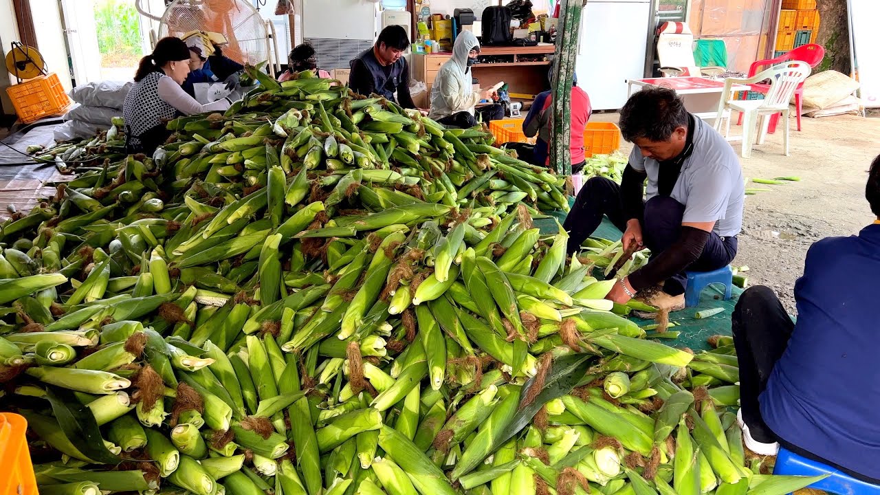 하루 10트럭씩 초대형 가마솥에 삶아 파는 옥수수? 괴산대학찰옥수수  / Overwhelming scale boiled corn shop / korean street food