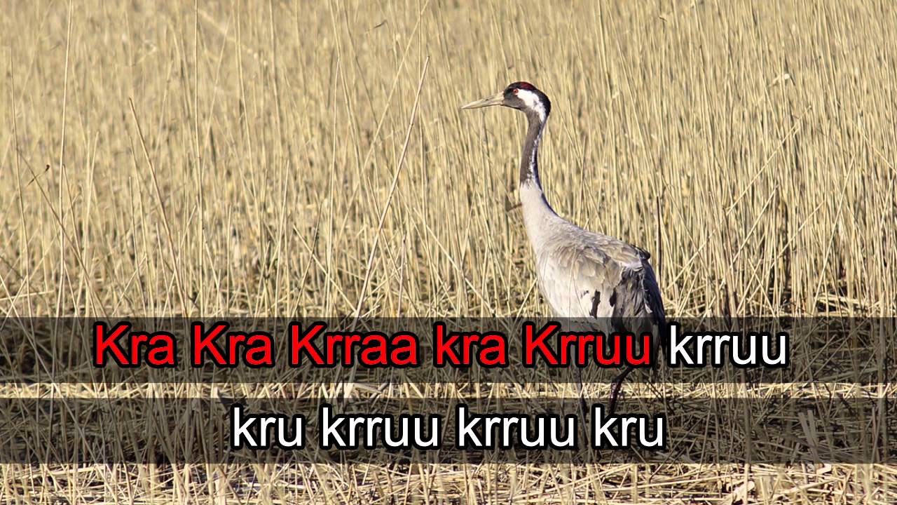 Lintukaraoke: Kurki