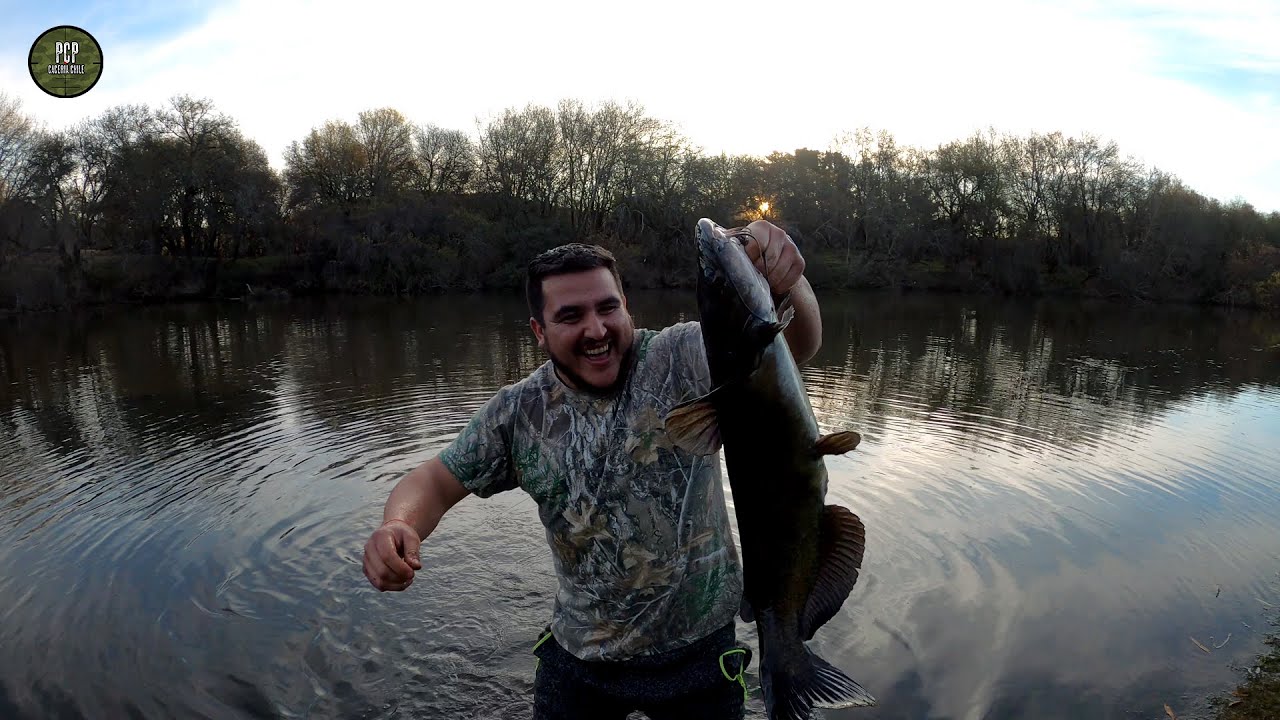 PESCA DE PEZ GATO (Catfish) GIGANTE !! | Cacería PCP Chile