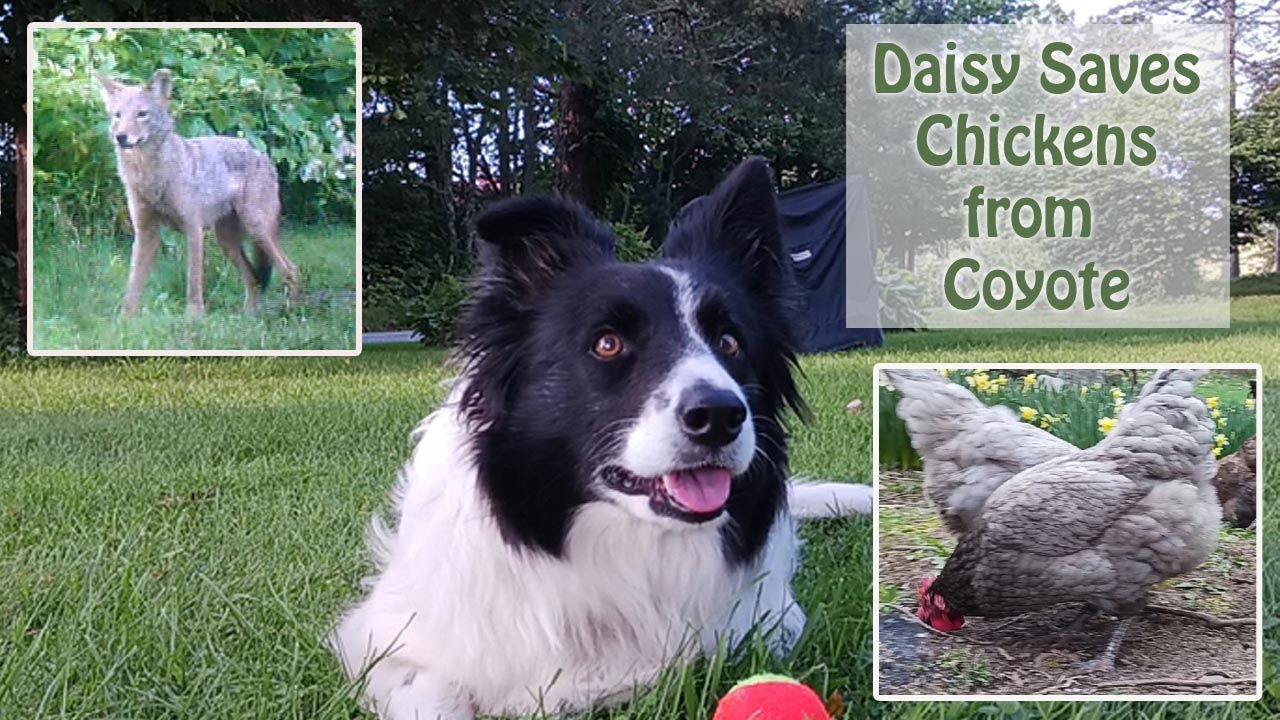 Border Collie Daisy Saves Hens from Coyote